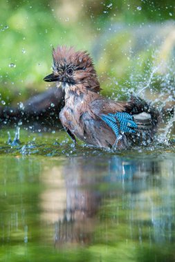 Bayağı alakarga, Garrulus glandarius orman su birikintisinin oturan, yüzey yansıtan, banyo, renkli arka plan ve güzel yumuşak ışık, güzel tipik mavi kanat s tüyleri için hazırlanıyor