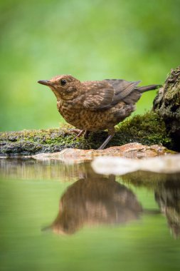 Ortak Blackbird ormandaki ziyarette200 oturan bazı çiçek ile banyo renkli amaç için yüzey hazırlama yansıtan