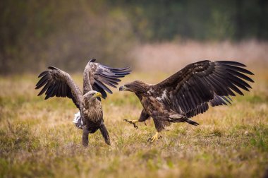 Ak kuyruklu kartal Haliaeetus albicilla yaban hayatı sonbahar renk ortamında mücadele. Ern olarak da bilinen Erne, gri kartal, Avrasya deniz kartal. Pençeleri ile tehdit ettiler.