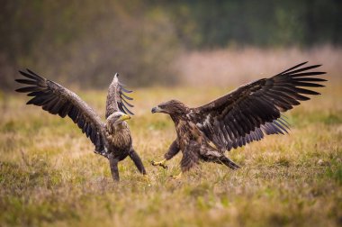 Ak kuyruklu kartal Haliaeetus albicilla yaban hayatı sonbahar renk ortamında mücadele. Ern olarak da bilinen Erne, gri kartal, Avrasya deniz kartal. Pençeleri ile tehdit ettiler.