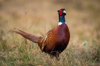 Ortak sülün, çimenlerde Phasianus colchicus duruyor ve içecek hazırlama, inanılmaz ışık içinde belgili tanımlık geçmiş sunrice, güzel renkli bokeh