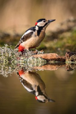 Büyük ağaçkakan, orman su birikintisinin yüzey, banyo, renkli arka plan ve güzel yumuşak ışık için hazırlık yansıtan Dendrocopos büyük oturuyor 