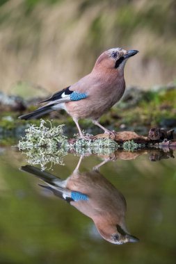 Bayağı alakarga, Garrulus glandarius orman su birikintisinin oturan, yüzey yansıtan, banyo, renkli arka plan ve güzel yumuşak ışık, güzel tipik mavi kanat s tüyleri için hazırlanıyor
