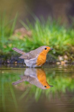 Avrupa Robin ya da Erithacus rubecula ormandaki ziyarette200 oturan bazı çiçek ile banyo renkli amaç için yüzey hazırlama yansıtan