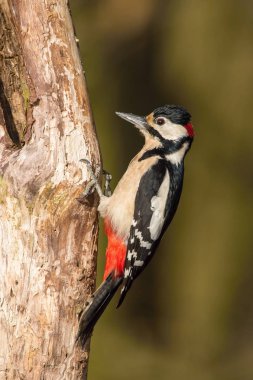 Büyük Benekli Ağaçkakan, Dendrocopos Major ormanın bir yerindeki ağacın dalında, renkli bir arka plan ve hoş yumuşak bir ışık altında oturuyor.