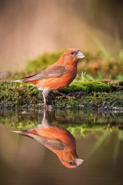 The Red Crossbill, Loxia curvirostra is sitting at the waterhole in the forest, reflecting on the surface, preparing for the bath, colorful backgound with some flowe clipart
