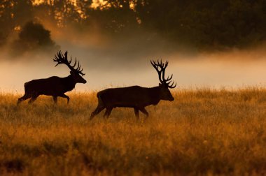 Kızıl geyik Cervus elaphus tipik sonbahar ortamda kuru ot görkemli hayvan ışıltı gözünde bir ovulating hind için savaşmaya hazır gururla onun boynuzları giyiyor duruyor
