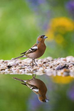The Common Chaffinch or Fringilla coelebs is sitting at the waterhole in the forest Reflecting on the surface Preparing for the bath Colorful backgound with some flowe clipart