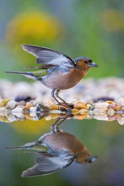 Ortak ispinoz veya Fringilla coelebs ormandaki ziyarette200 oturan bazı flowe ile banyo renkli amaç için yüzey hazırlama yansıtan