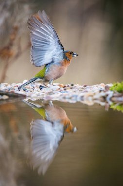 Ortak ispinoz veya Fringilla coelebs ormandaki ziyarette200 oturan bazı flowe ile banyo renkli amaç için yüzey hazırlama yansıtan