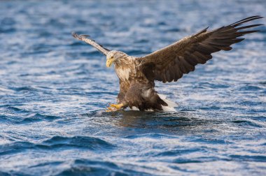 Ak kuyruklu kartal Haliaeetus albicilla sadece su, vahşilik renkli ortamı bir balık yakaladı. Olarak da bilinen Ern, Erne, gri kartal. Norveç. Güzel yaz arka plan