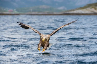 Ak kuyruklu kartal Haliaeetus albicilla sadece su, vahşilik renkli ortamı bir balık yakaladı. Olarak da bilinen Ern, Erne, gri kartal. Norveç. Güzel yaz arka plan