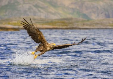 Ak kuyruklu kartal Haliaeetus albicilla sadece su, vahşilik renkli ortamı bir balık yakaladı. Olarak da bilinen Ern, Erne, gri kartal. Norveç. Güzel yaz arka plan