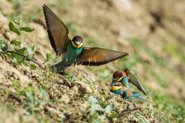 Avrupa Bee-eaters, arı kuşu apiaster oturuyorsun ve güzel bir dalda çiftleşme sezonu, güzel renkli arka plan ve yumuşak altın ışık çiftleşme sırasında açılan kanatları, Czechi
