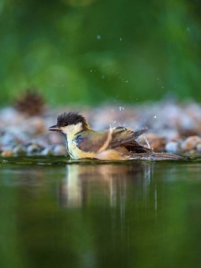 Büyük baştankara Parus major Altın ışık şaşırtıcı orman göle banyo hazırlanıyor