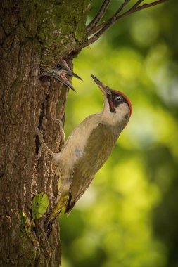 The European Green Woodpecker, Picus viridis is feeding its chicks before they will have the first flight out. Nesting cavity is in old dry tree, green background, pretty morning and soft golden light clipart