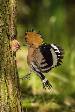 The hoopoe is feeding its chick. Still is flying and putting some insect in its beak. Typical forest environment with green background clipart