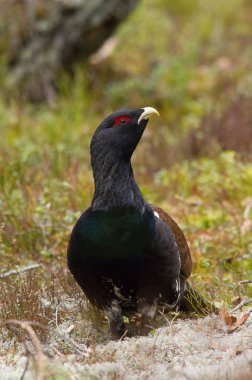 The Western Capercaillie, Tetrao urogallus, also known as the Wood Grouse, Heather Cock, or just Capercaillie in the forest, is showing off during their lekking season. They are in the typical habitat clipart