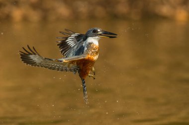 The diving Ringed Kingfisher, megaceryletorquata is flying in golden brown background. The kingfisher just made big splash of water.  Amazing moment on the Rio Negro River in Brazilian Pantanal. clipart