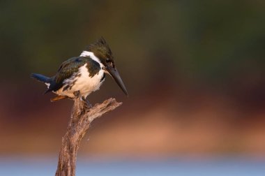 Amazon kingfisher Chloroceryle amazona biraz sopa üzerinde oturan ve sunrise, Brezilyalı Pantanal sırasında prey, renkli amaç, sabah erken yumuşak ışık için bekliyor