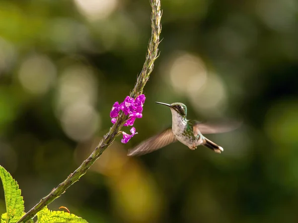 Andean Emerald Amazilia Franciae Hummingbird Soaring Drinking Nectar Beautiful Flower — Stock Photo, Image