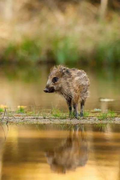 The Wild Boar piglet, sus scrofa is standing in the shoreline of a pond in the golden light of sunset. The Piglet is mirroring in the golden surface of the pond.