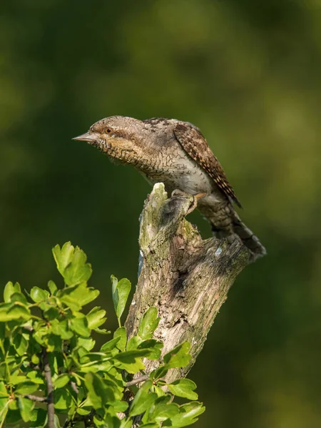 Eurasischer Ringelschwanz Jynx Torquilla Hockt Oben Auf Dem Stock Schönen — Stockfoto