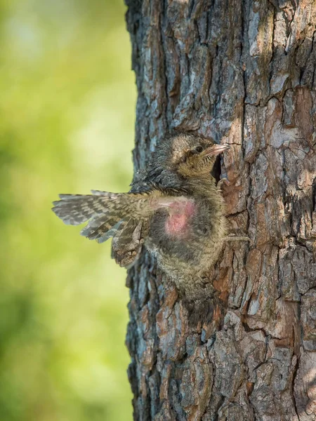 Eurasian Wryneck Jynx Torquilla Está Dejando Nido Fondo Verde Agradable — Foto de Stock