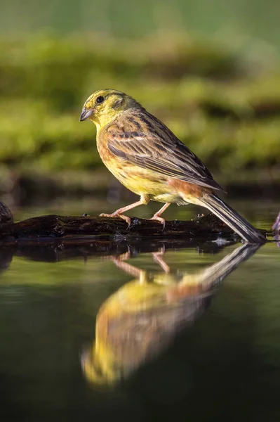 Lenhador Emberiza Citrinella Está Sentado Buraco Água Floresta Refletindo Sobre — Fotografia de Stock