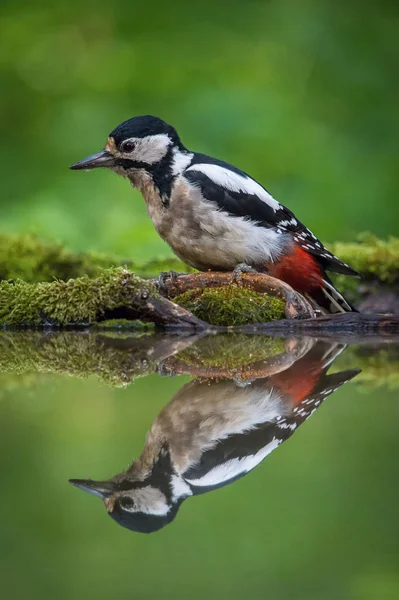 Gran Pájaro Carpintero Manchado Dendrocopos Major Está Sentado Abrevadero Del — Foto de Stock