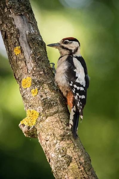 Great Spotted Woodpecker Dendrocopos Major Sitting Branch Tree Somewhere Forest — Stock Photo, Image