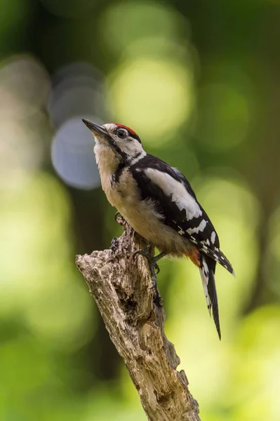 Grande Picchio Macchiato Dendrocopos Major Seduto Sul Ramo Dell Albero — Foto Stock