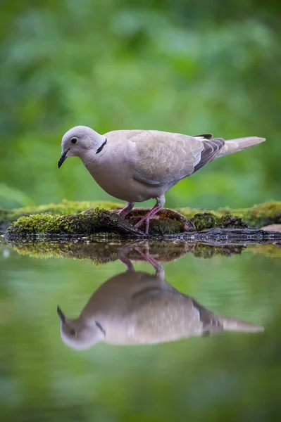 Eurasian Collared Dove Streptopelia Decaocto Sitting Waterhole Forest Reflecting Surface — Foto de Stock