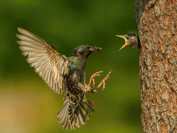 Ortak Starling, Sturnus vulgaris, piliç beslemek için bazı böcek ile uçuyor, Genç kuş gagası beslemeli, çok altın ışık, yeşil arka plan olmak açıyor