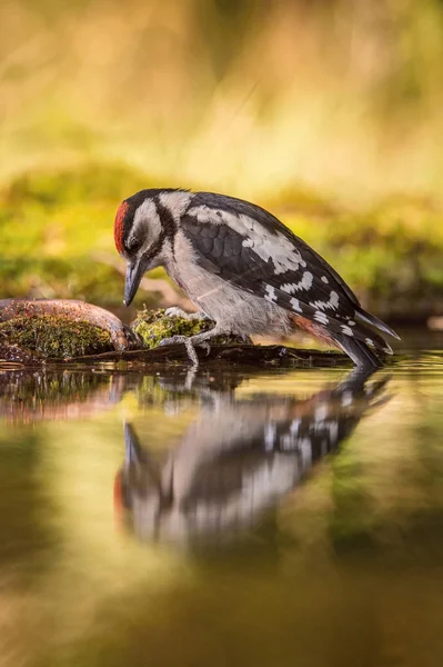 Grande Pica Pau Manchado Dendrocopos Major Está Sentado Buraco Água — Fotografia de Stock