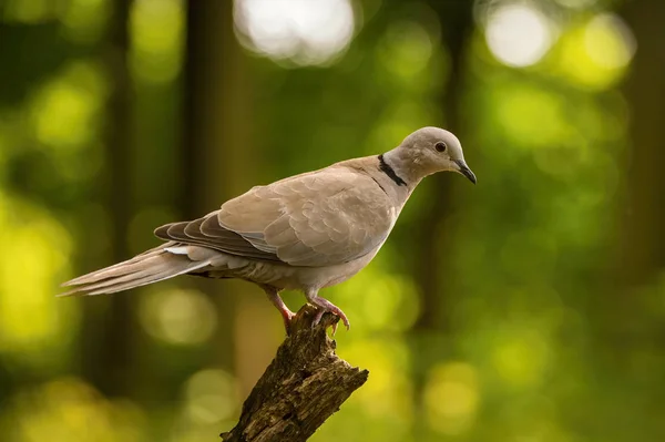 Eurasian Collared Dove Streptopelia Decaocto Sitting Branch Colorful Backgound Some — Stock Photo, Image