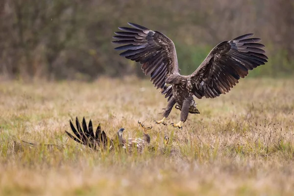 Die Seeadler Haliaeetus Albicilla Kämpfen Herbstlichen Farbmilieu Der Wildtiere Auch — Stockfoto