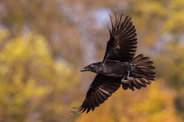 Ortak Raven, Corvus corax sonbahar renk backgroung, Polonya uçuyor