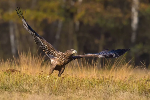 Der Seeadler Haliaeetus Albicilla Fliegt Herbstlichen Farbambiente Der Wildtiere Auch — Stockfoto