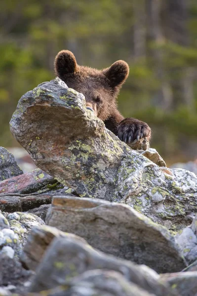 年轻的布罗恩熊 乌尔苏斯阿尔托斯正在寻找该怎么做 年轻的棕熊站在石头上 在背景是树木 典型的北欧环境 — 图库照片