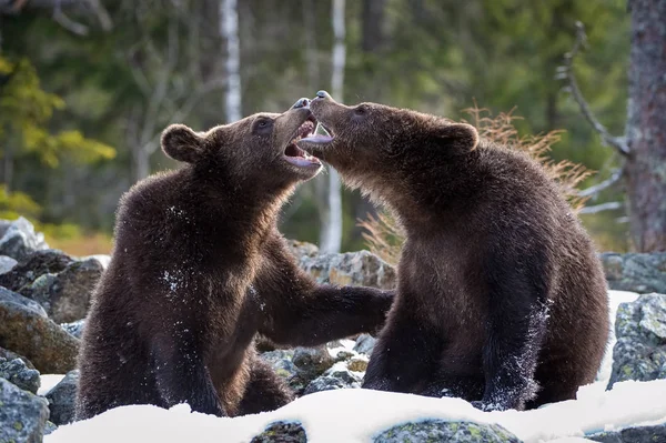 Niedźwiedzie Broown Młodych Ursus Arctos Jest Patrząc Robić Stałego Młodych — Zdjęcie stockowe