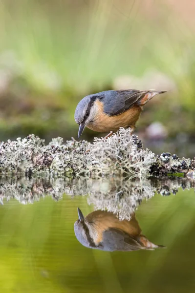 Wood Nuthatch Sitta Europaea Está Sentado Buraco Água Floresta Refletindo — Fotografia de Stock