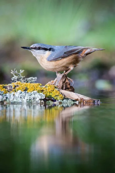 Wood Nuthatch Sitta Europaea Está Sentada Abrevadero Del Bosque Reflexionando — Foto de Stock