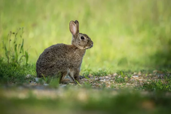 Coelho Europeu Oryctolagus Cuniculus Está Sentado Grama Durante Pôr Sol — Fotografia de Stock