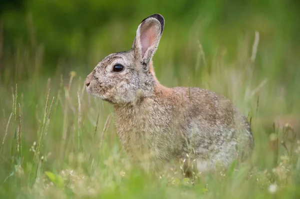 Coelho Europeu Oryctolagus Cuniculus Está Sentado Grama Durante Pôr Sol — Fotografia de Stock