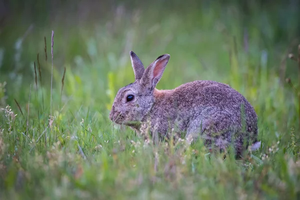European Rabbit Oryctolagus Cuniculus Sitting Grass Sunset Nice Meadow Background — Stock Photo, Image