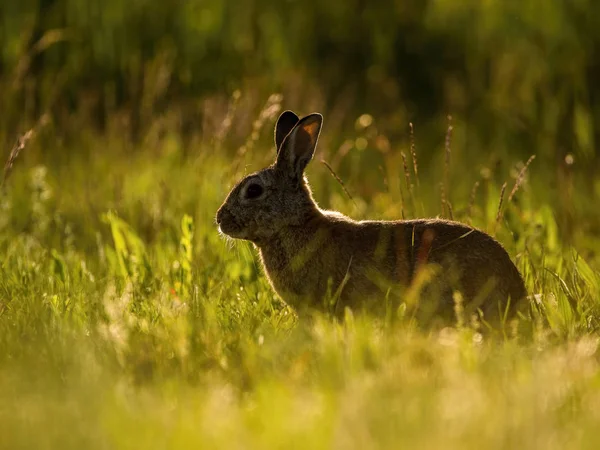 Европейский Кролик Oryzolagus Cuniculus Сидит Траве Время Заката Приятный Мясной — стоковое фото