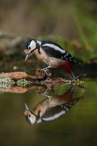 Grande Pica Pau Manchado Dendrocopos Major Está Sentado Buraco Água — Fotografia de Stock