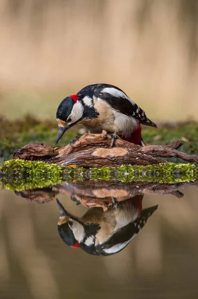 Grande Pica Pau Manchado Dendrocopos Major Está Sentado Buraco Água — Fotografia de Stock