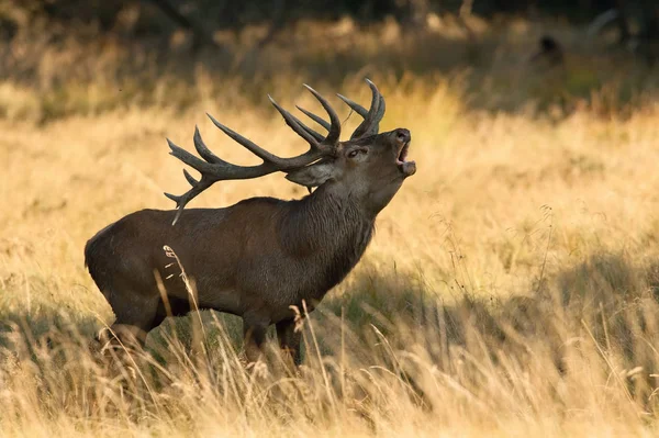 Kızıl geyik Cervus elaphus tipik sonbahar ortamda kuru ot görkemli hayvan ışıltı gözünde bir ovulating hind için savaşmaya hazır gururla onun boynuzları giyiyor duruyor